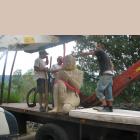 Bacchus