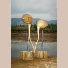 Two flamingoes