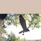 A short toed eagle