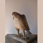 A Bonelli's eagle