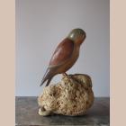 Lesser Kestrel